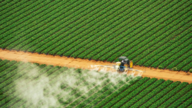 Best Insect Control  in Hebbronville, TX